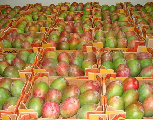 Mango Kent - PRODUCT  EXPORT  PERU S A C